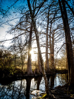 Cypress Sunset