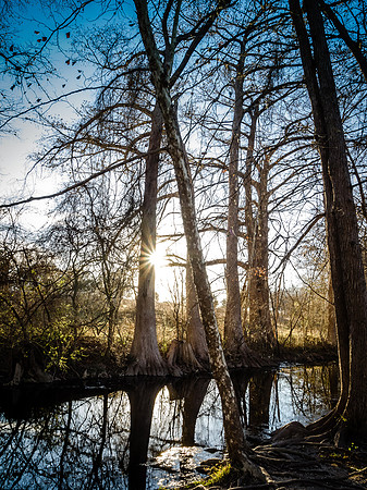 Cypress Sunset